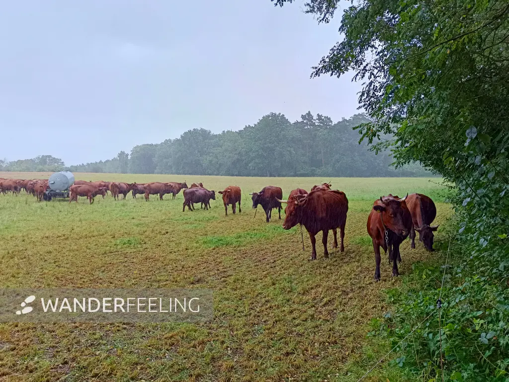 202508230-23 - Rinderweide an den Rauener Bergen, Seenland Oder-Spree, Brandenburg, Deutschland