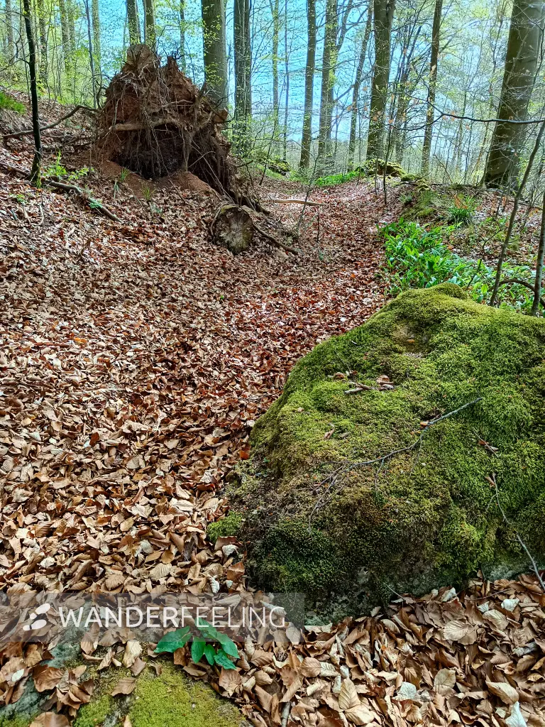 202604270-20 - Römerstraße im Wald bei Nettersheim, Eifel, Nordrhein-Westfalen, Deutschland