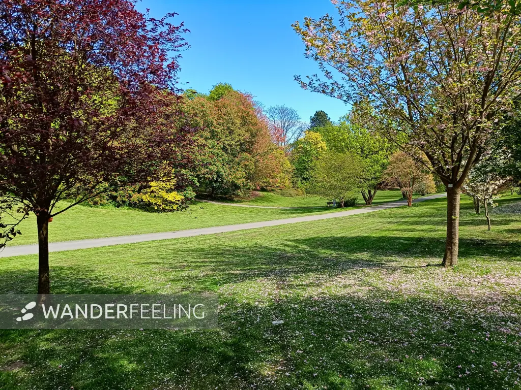 202604280-09 - Rombergpark in Dortmund, Ruhrgebiet, Nordrhein-Westfalen, Deutschland