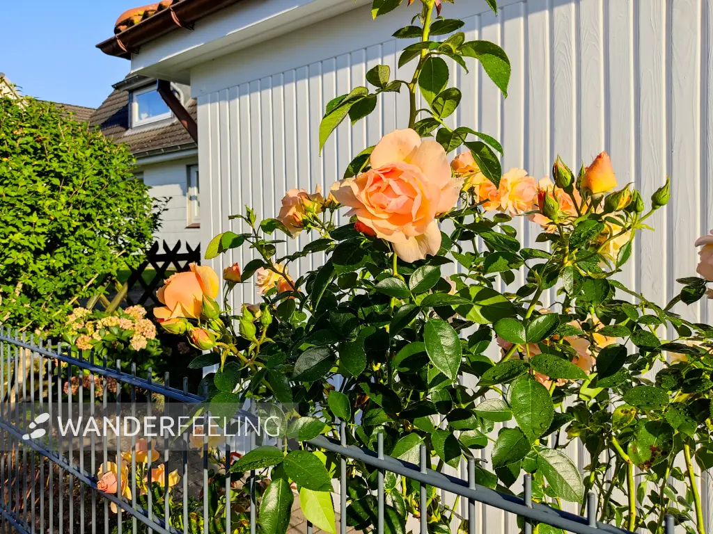202309240-01 - Rosen in Henstedt-Ulzburg, Schleswig-Holstein, Deutschland