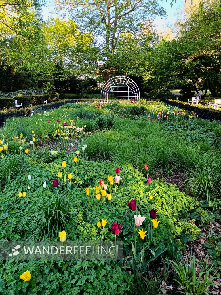 202604231-34 - Rosengarten in Neuss, Niederrhein, Nordrhein-Westfalen, Deutschland