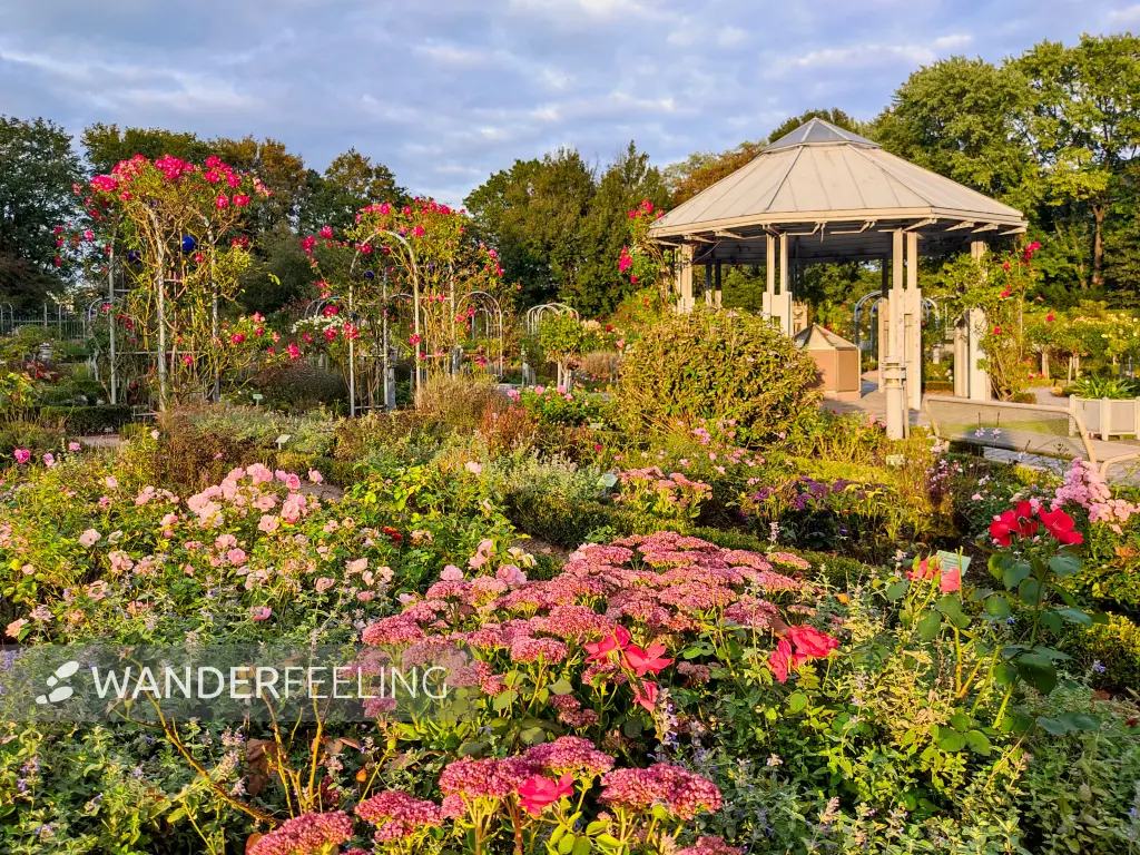 202309220-28 - Rosengarten in Planten un Blomen, Hamburg, Deutschland