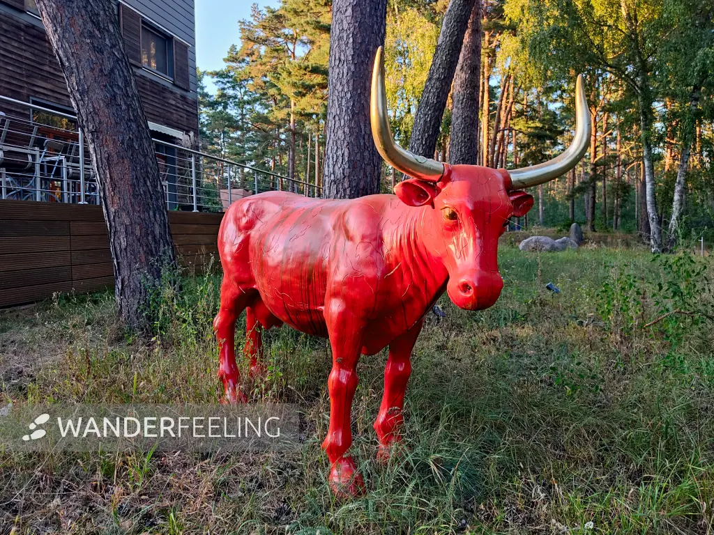 202309160-35 - Roter Ochse im Wald bei Wendisch Rietz, Seenland Oder-Spree, Brandenburg, Deutschland