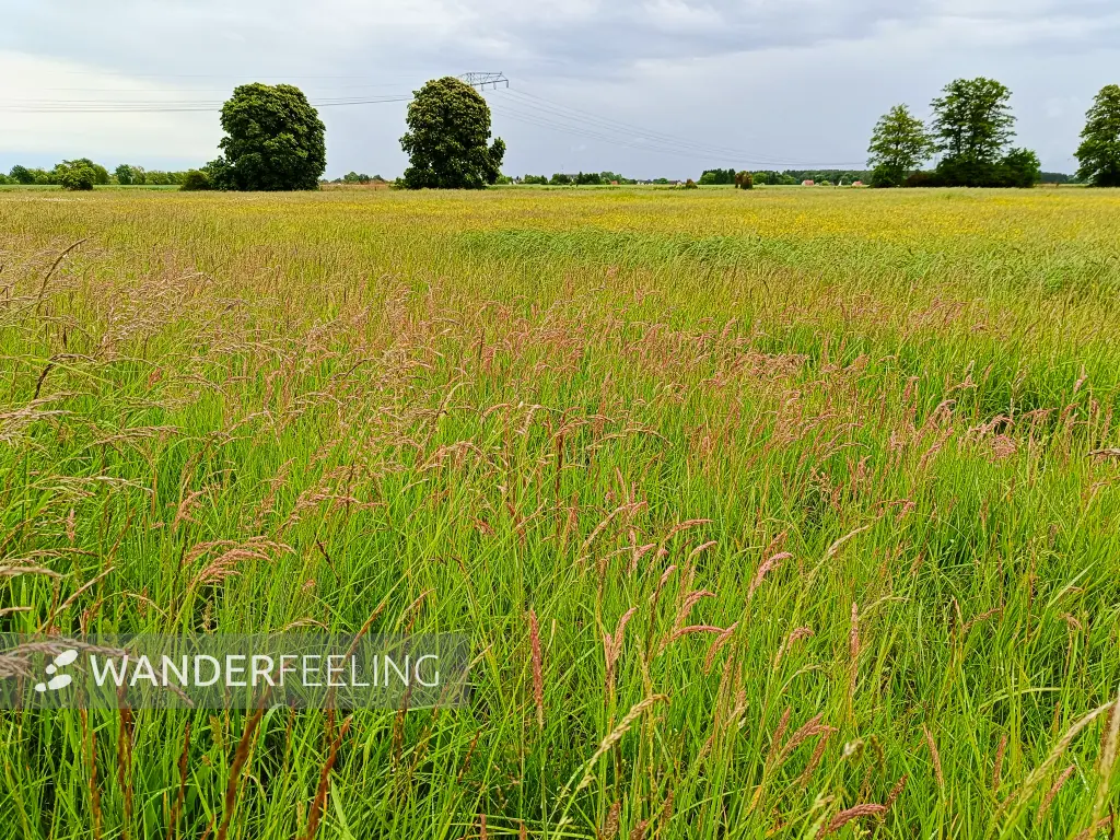 202505170-37 - Salzwiesen bei Storkow, Seenland Oder-Spree, Brandenburg, Deutschland