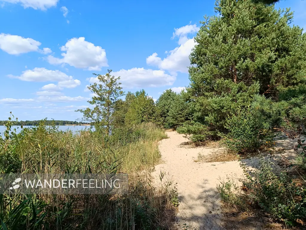 202408260-31 - Sandhänge am Bergwitzsee, Anhalt-Dessau-Wittenberg, Sachsen-Anhalt, Deutschland