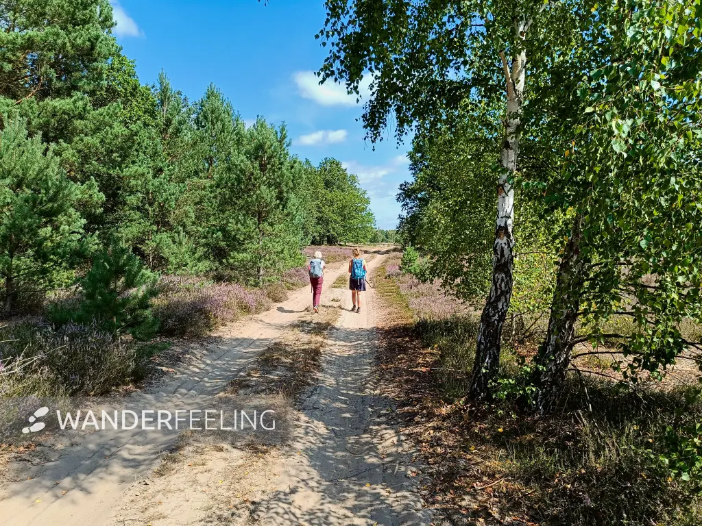 202508160-13 - Sandweg in der Kleinen Schorfheide, Uckermark, Brandenburg, Deutschland