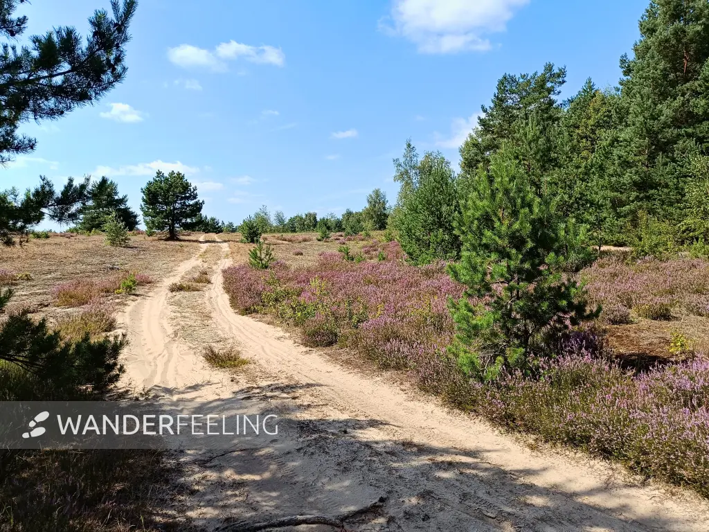 202508160-14 - Sandweg und Heideflächen in der Kleinen Schorfheide, Uckermark, Brandenburg, Deutschland