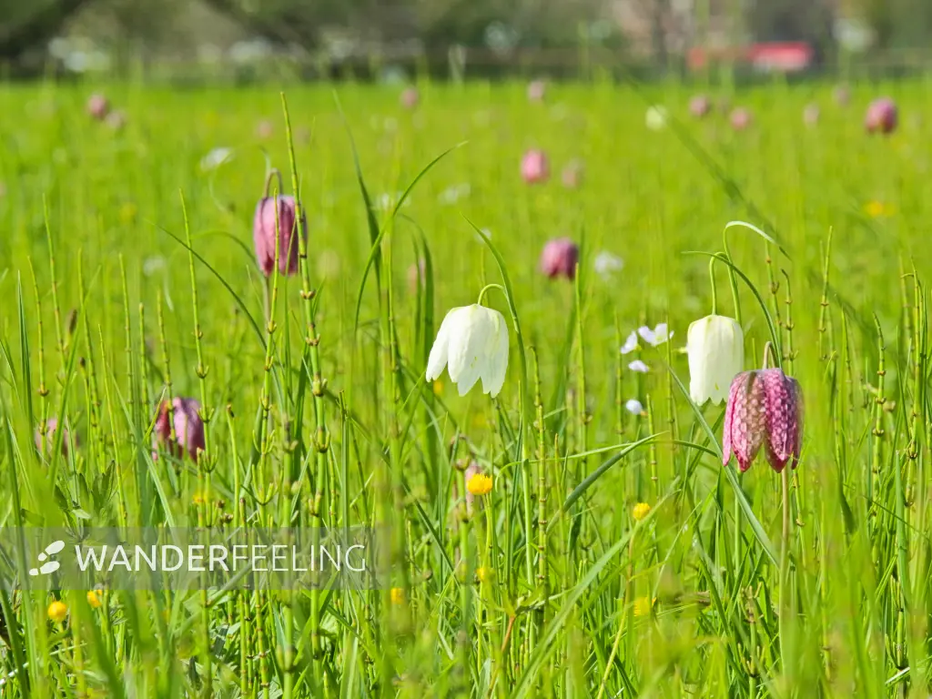 202404140-23 - Schachblumen bei Hetlingen in der Wedeler Marsch, Unterelbe, Schleswig-Holstein