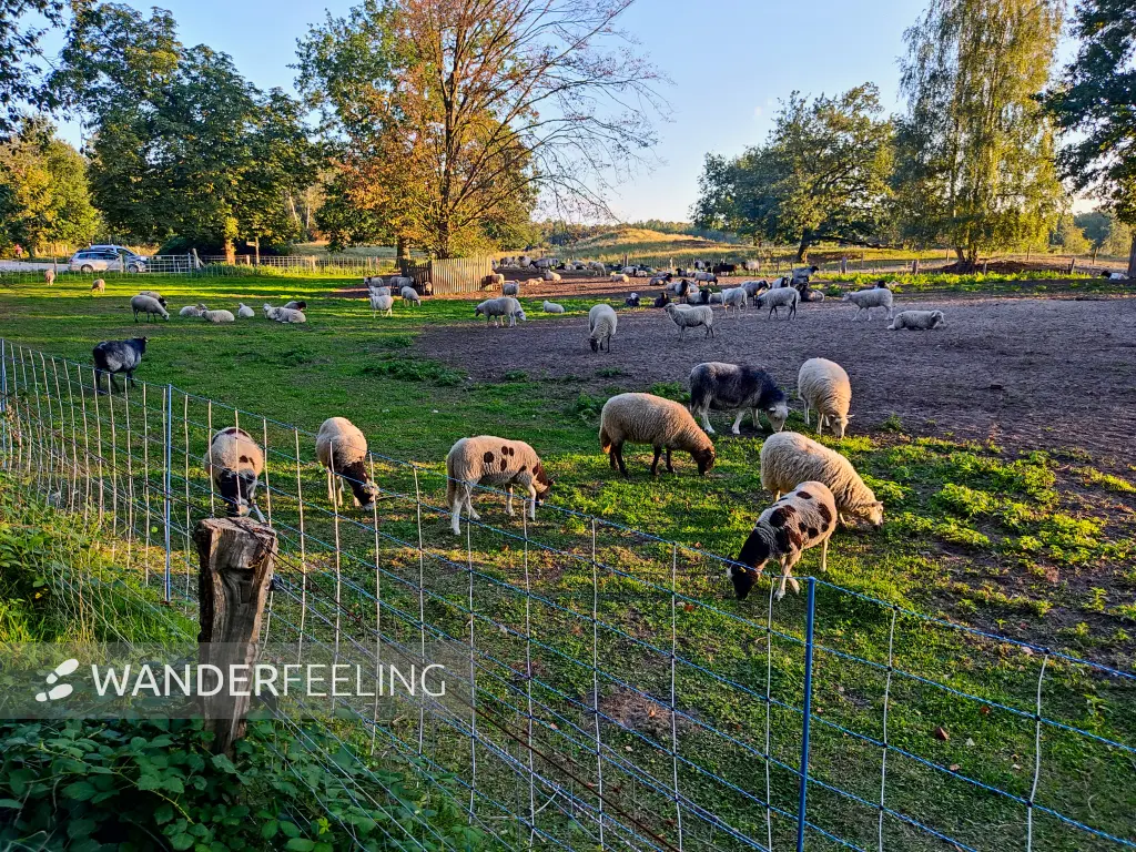202309241-21 - Schafe in der Boberger Niederung, Hamburg, Deutschland