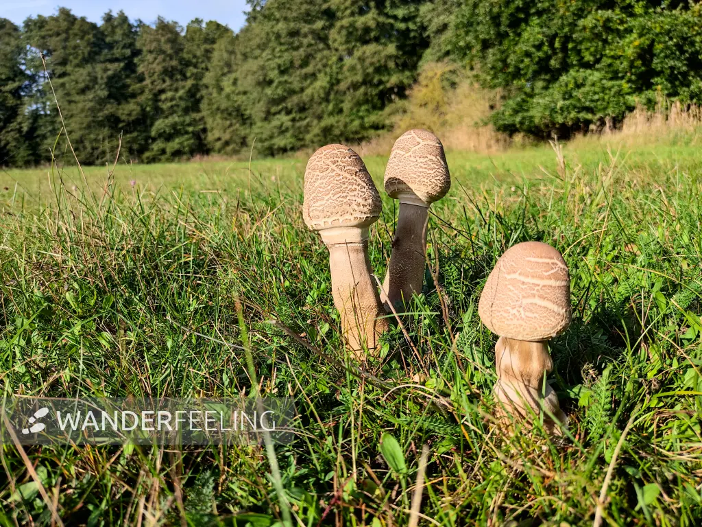 202310250-29 - Schirmlinge bei Emstal, Fläming, Brandenburg, Deutschland