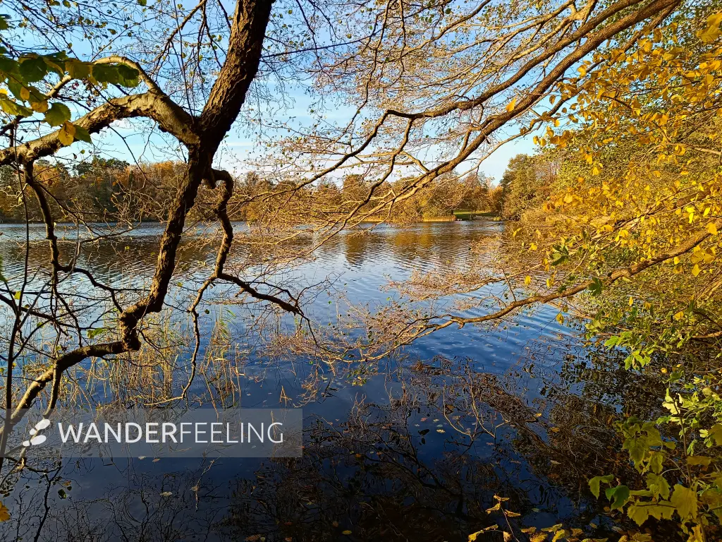 202511040-24 - Schlesersee bei Carpin, Mecklenburgische Seenplatte, Mecklenburg-Vorpommern, Deutschland