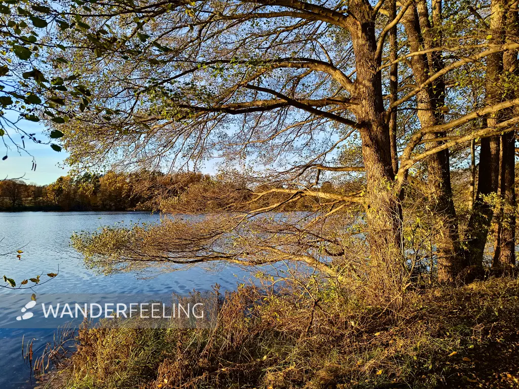 202511040-25 - Schlesersee bei Carpin, Mecklenburgische Seenplatte, Mecklenburg-Vorpommern, Deutschland