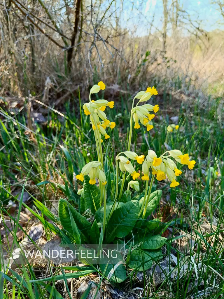 202604150-12 - Schlüsselblume in der Priesterschlucht bei Podelzig, Seenland Oder-Spree, Brandenburg, Deutschland