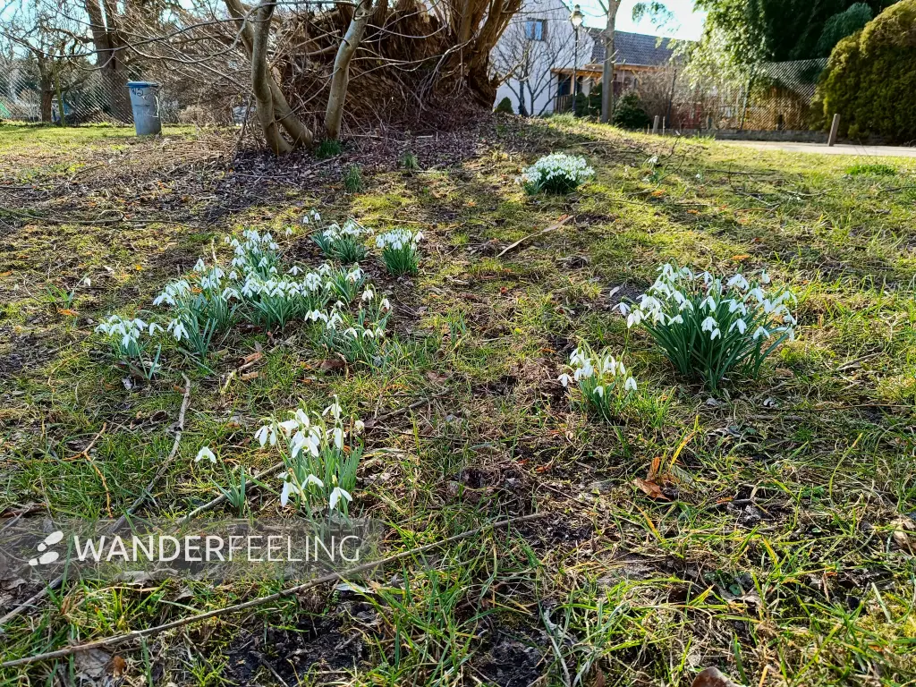 202603020-21 - Schneeglöckchen in Phöben, Havelland, Brandenburg, Deutschland