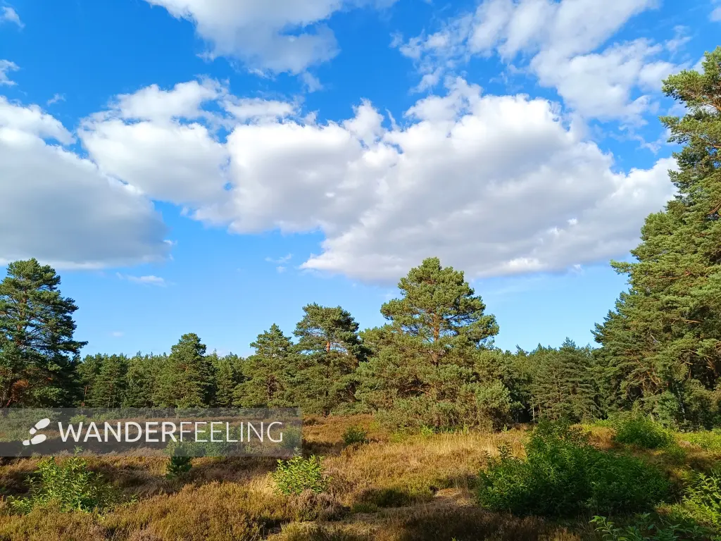 202608110-12 - Schönower Heide bei Bernau, Barnimer Land, Brandenburg, Deutschland