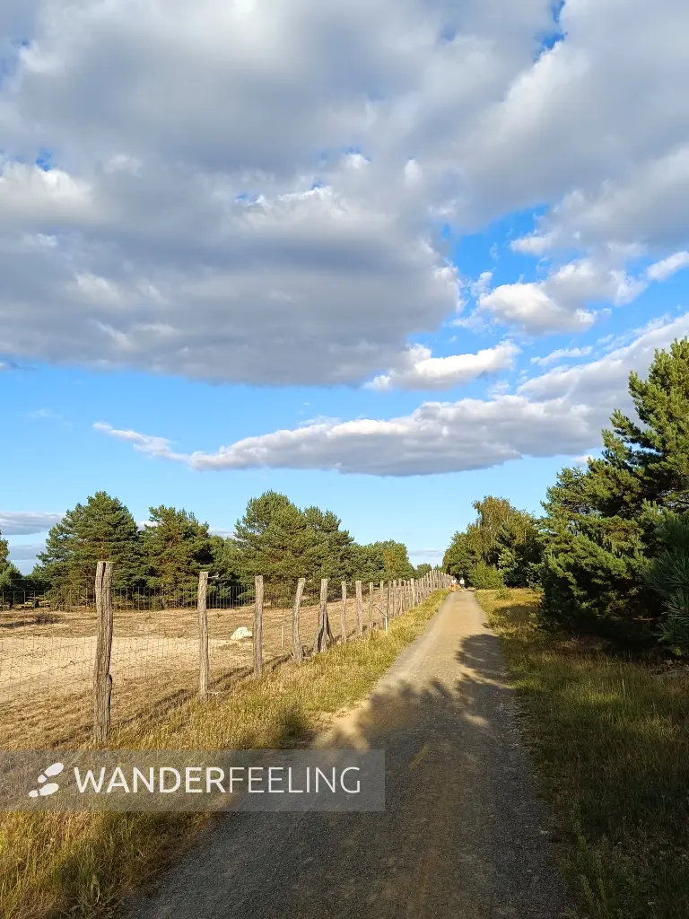 202608110-18 - Schönower Heide bei Bernau, Barnimer Land, Brandenburg, Deutschland