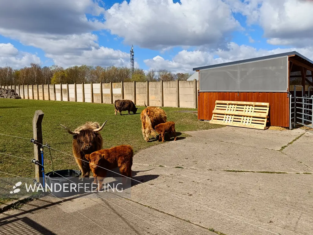 202604060-21 - Schottische Hochlandrinder in Blankenfelde, Berlin, Deutschland