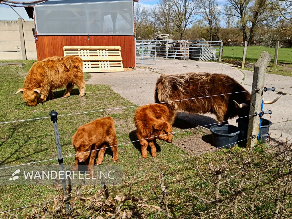 202604060-22 - Schottische Hochlandrinder in Blankenfelde, Berlin, Deutschland