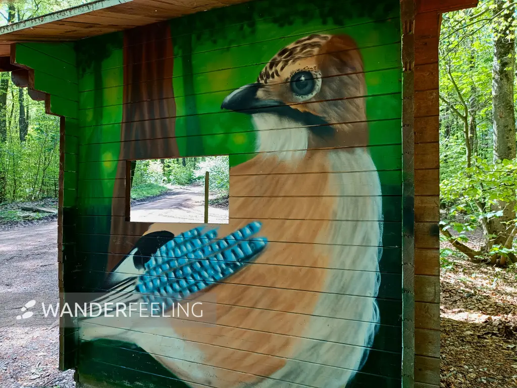 202604210-13 - Schutzhütte mit Eichelhäher im Stadtwald Hagen, Ruhrgebiet, Nordrhein-Westfalen, Deutschland