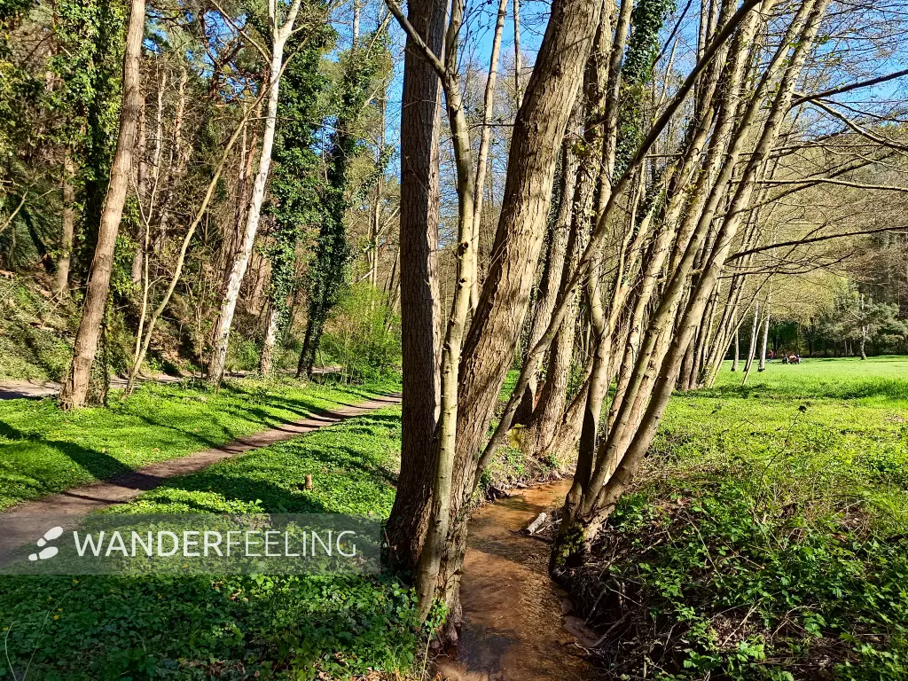 202504120-46 - Schwabenbach bei Wachenheim, Pfalz, Rheinland-Pfalz, Deutschland