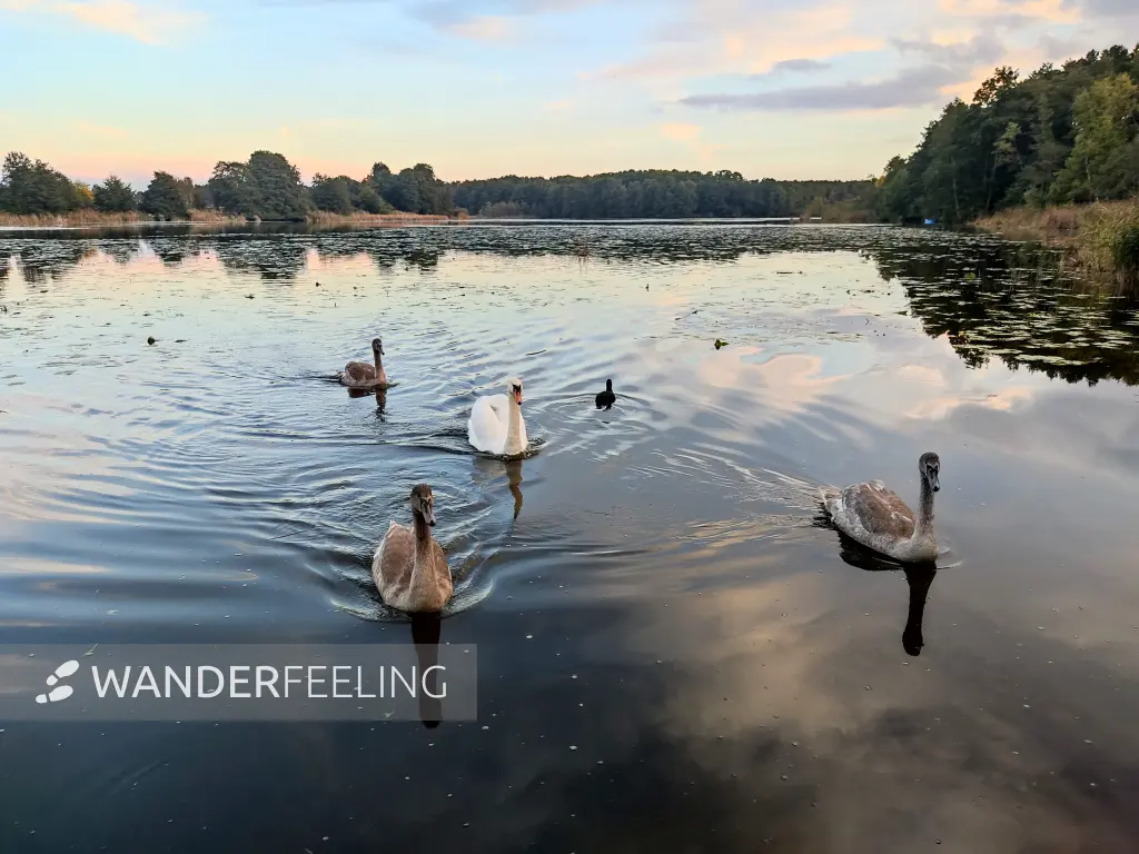 202310250-49 - Schwäne auf dem Mühlenteich bei Kloster Lehnin, Fläming, Brandenburg, Deutschland