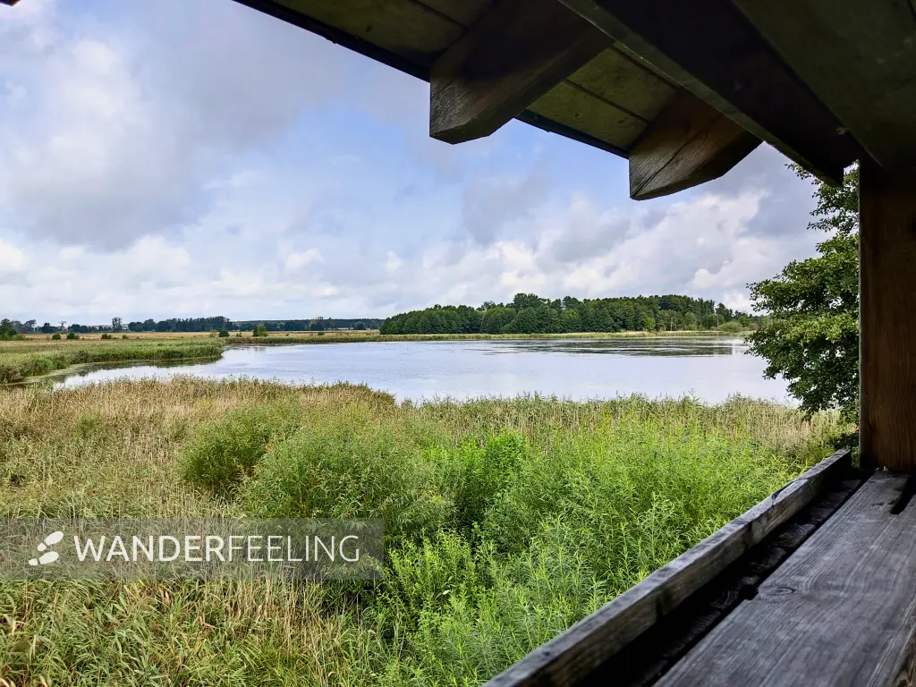 202308260-19 - Schwanensee am Pfefferfließ bei Stangenhagen, Fläming, Brandenburg, Deutschland