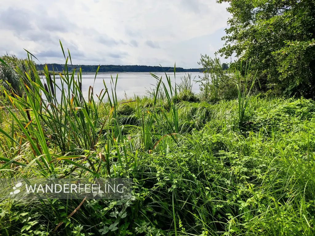 202308260-21 - Schwanensee am Pfefferfließ bei Stangenhagen, Fläming, Brandenburg, Deutschland