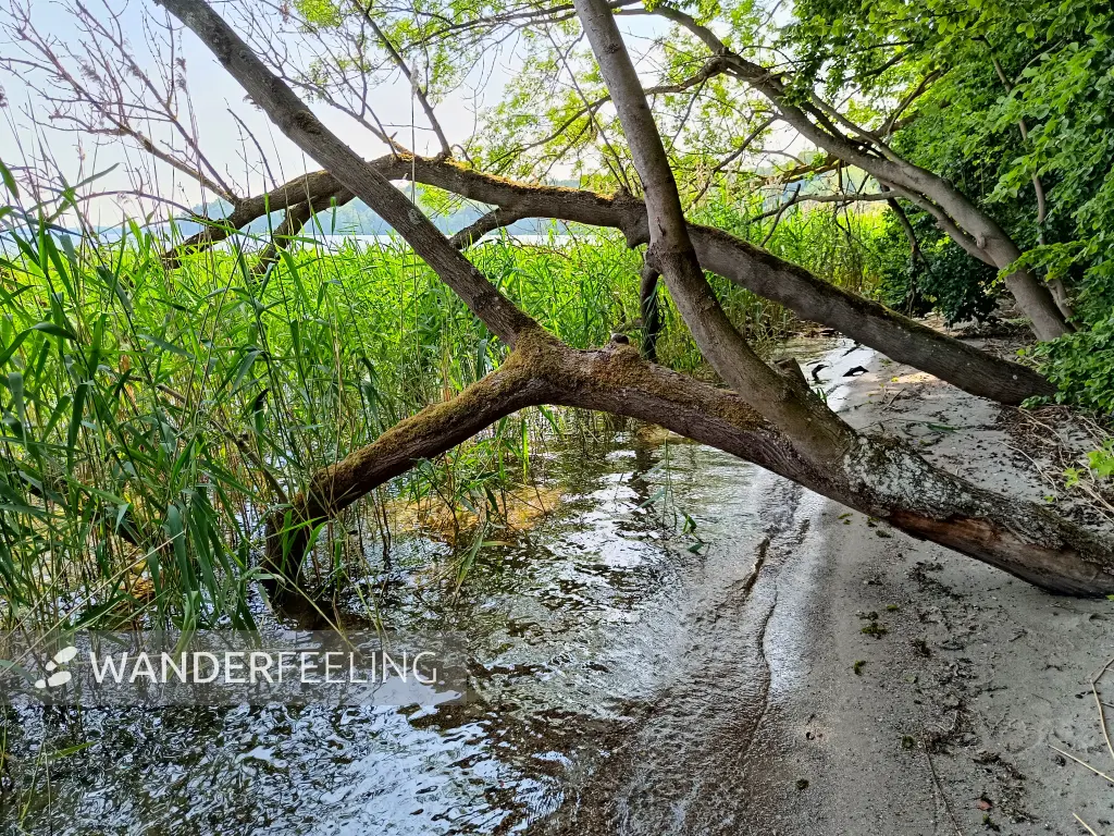 202506170-30 - Schweriner Außensee bei Gallentin, Mecklenburgische Seenplatte, Mecklenburg-Vorpommern, Deutschland