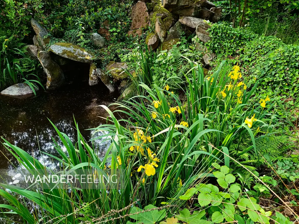 202505310-01 - Schwertlilien im Schlosspark Wiesenburg, Fläming, Brandenburg, Deutschland