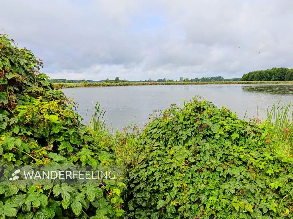 202308260-13 - See am Pfefferfließ bei Stangenhagen, Fläming, Brandenburg, Deutschland
