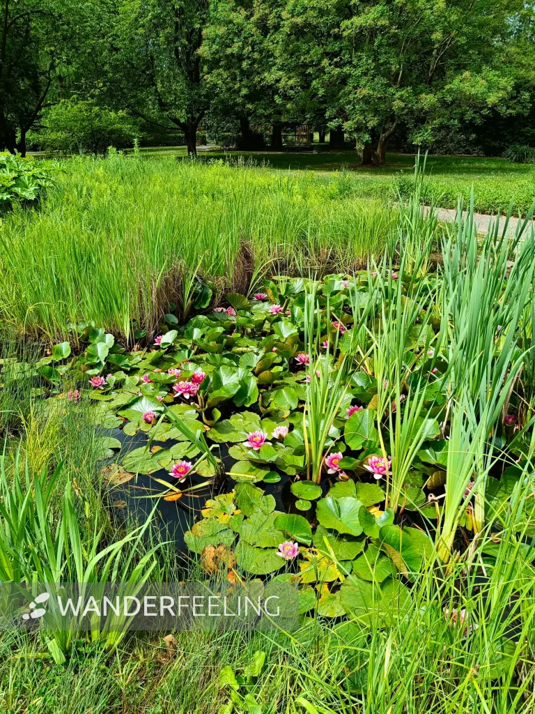 202506070-13 - Seerosenteich im Botanischen Volkspark Pankow, Berlin, Deutschland