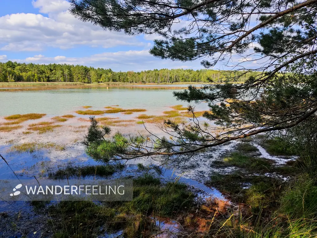 202309150-18 - Senftenberger See zwischen Großkoschen und Niemtsch, Lausitz, Brandenburg, Deutschland