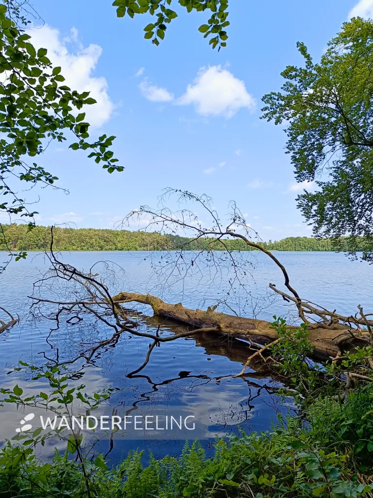 202506110-04 - Sidowsee bei Himmelpfort, Ruppiner Seenland, Brandenburg, Deutschland