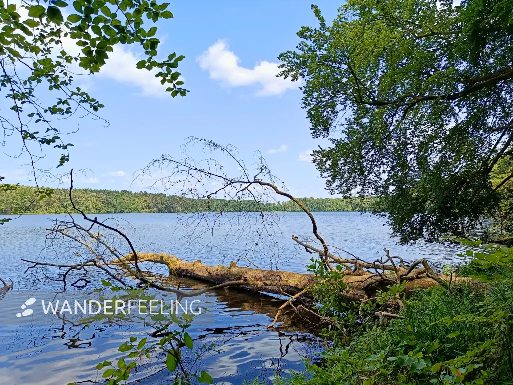 202506110-05 - Sidowsee bei Himmelpfort, Ruppiner Seenland, Brandenburg, Deutschland
