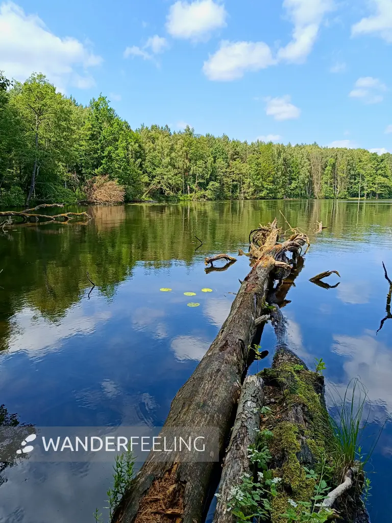 202506110-06 - Sidowsee bei Himmelpfort, Ruppiner Seenland, Brandenburg, Deutschland