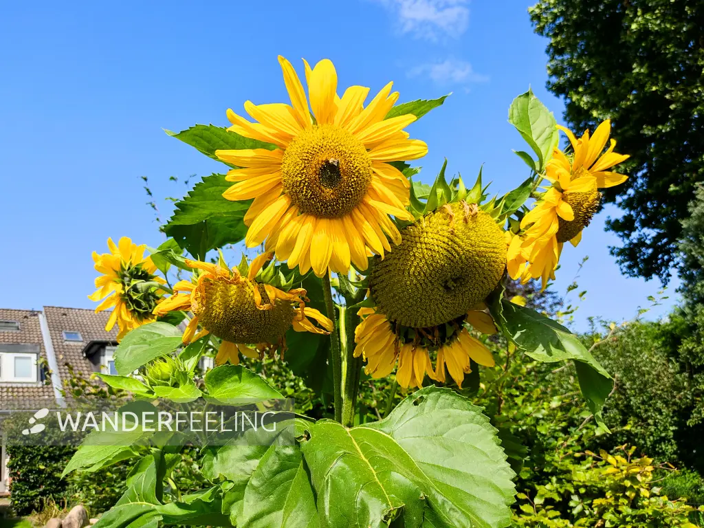 202308220-14 - Sonnenblume bei Stade, Niedersachsen, Deutschland