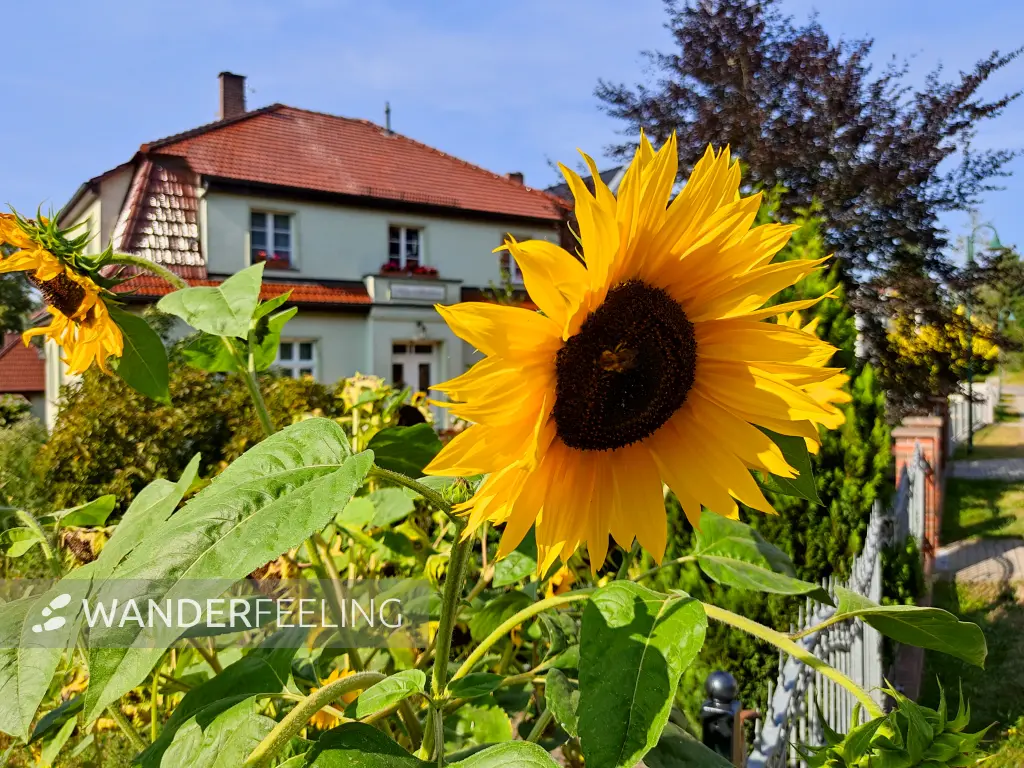 202309110-01 - Sonnenblume in Fürstenberg, Ruppiner Seenland, Brandenburg, Deutschland
