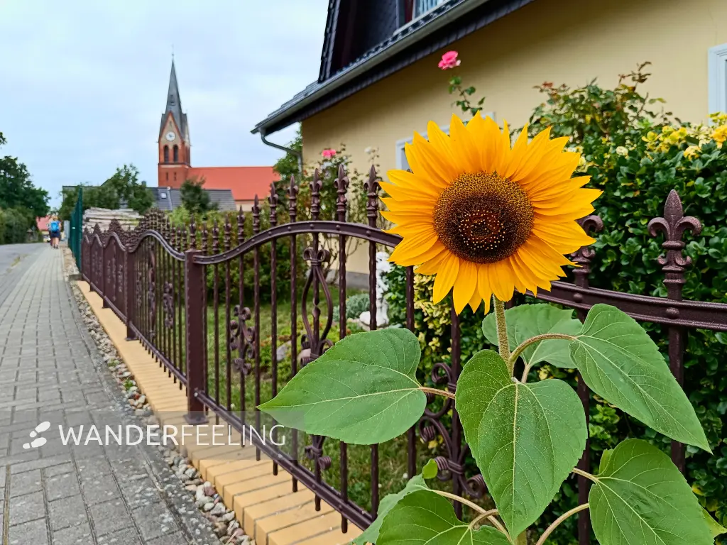 202508160-01 - Sonnenblume in Hammelspring, Uckermark, Brandenburg, Deutschland