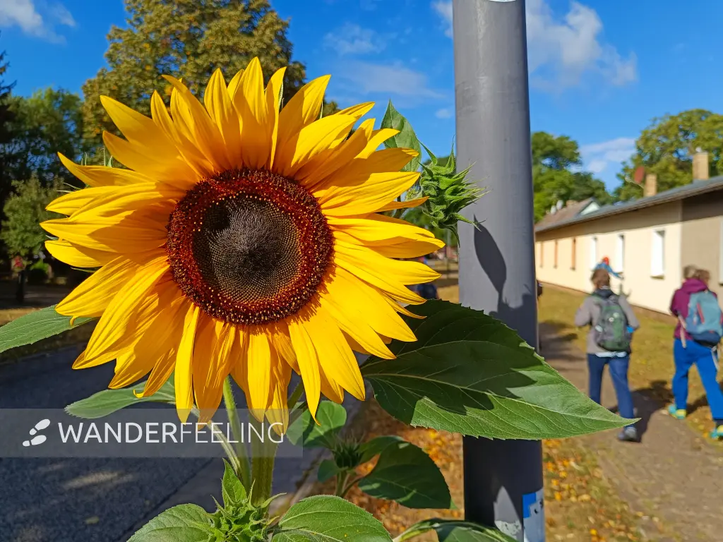 202609050-01 - Sonnenblume in Karwe, Ruppiner Seenland, Brandenburg, Deutschland