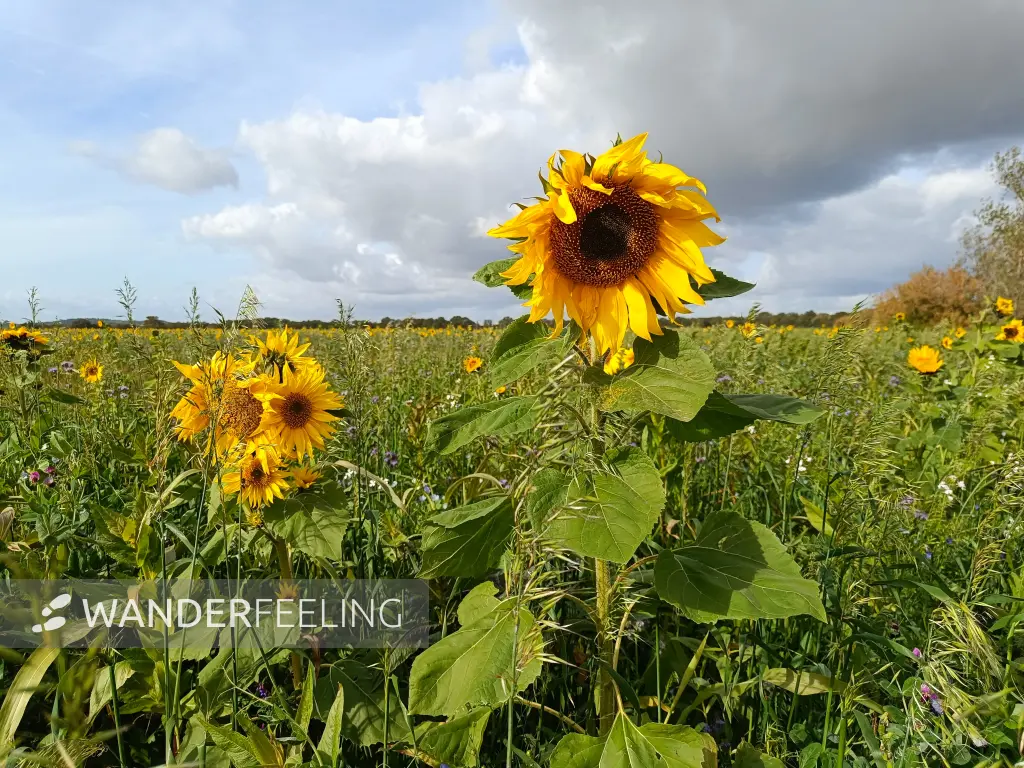 202610140-14 - Sonnenblumen bei Riedebeck, Lausitz, Brandenburg, Deutschland