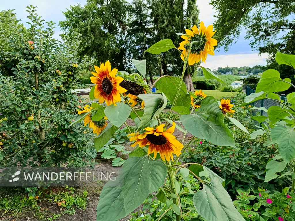 202507300-13 - Sonnenblumen in einem Garten in Geltow, Brandenburg, Deutschland