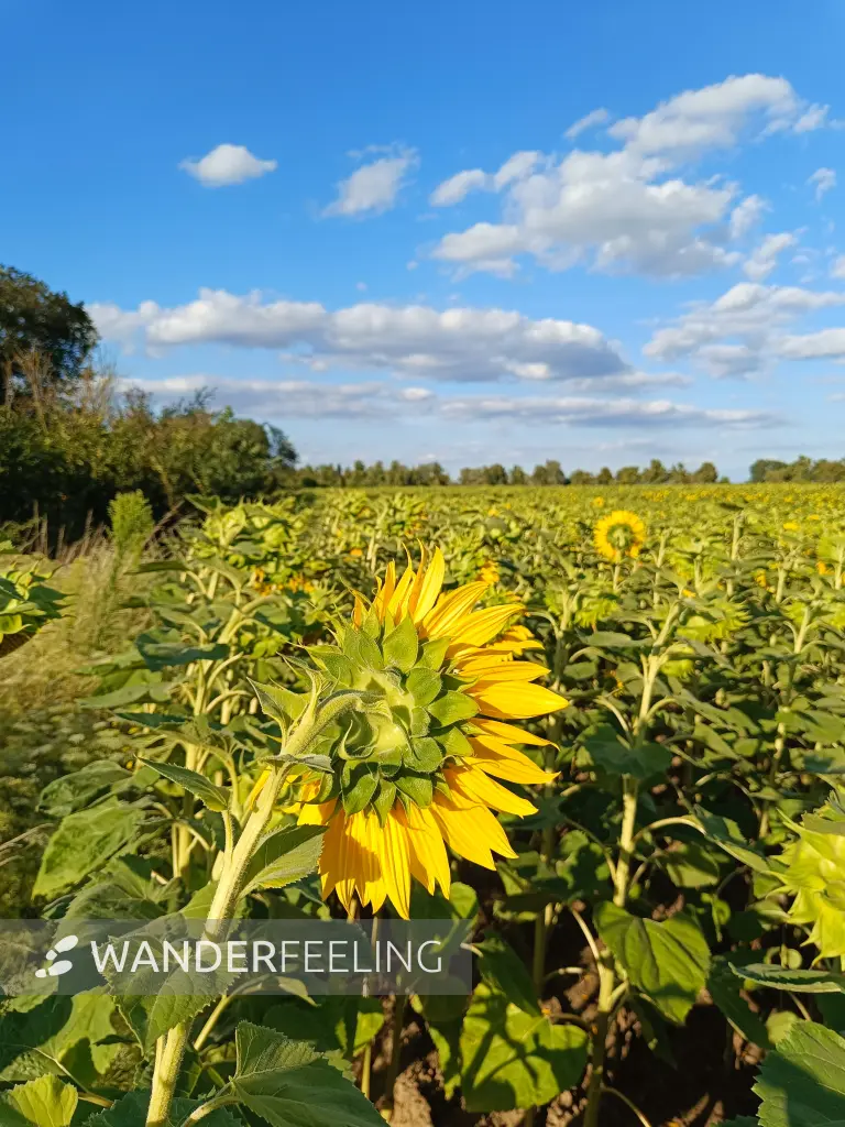 202607280-08 - Sonnenblumenfeld bei Großziethen, Fläming, Brandenburg, Deutschland