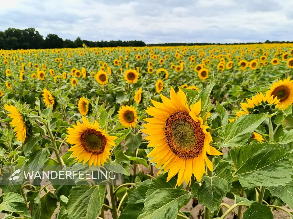 202607040-15 - Sonnenblumenfeld bei Kolpin, Seenland Oder-Spree, Brandenburg, Deutschland