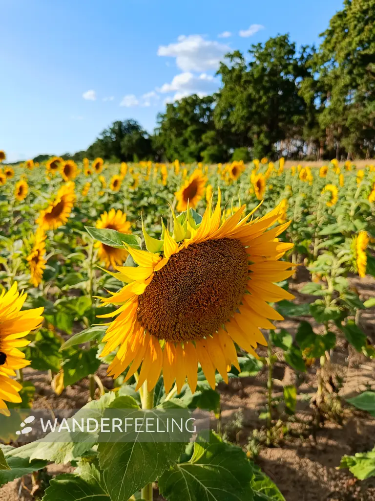 202607210-25 - Sonnenblumenfeld bei Kotzen, Havelland, Brandenburg, Deutschland