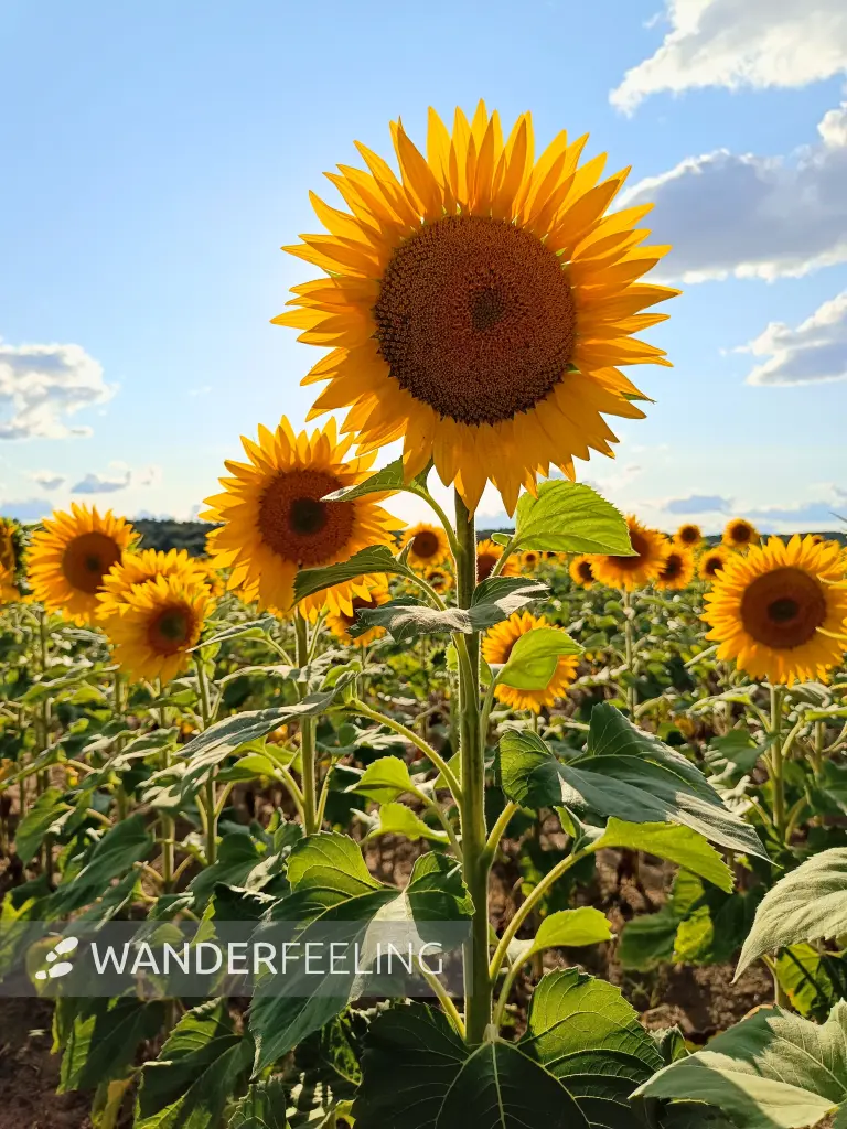 202607210-26 - Sonnenblumenfeld bei Kotzen, Havelland, Brandenburg, Deutschland