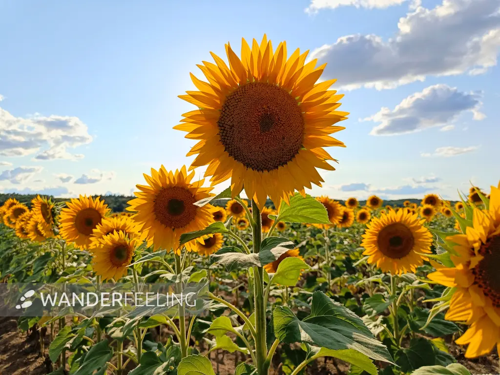 202607210-27 - Sonnenblumenfeld bei Kotzen, Havelland, Brandenburg, Deutschland