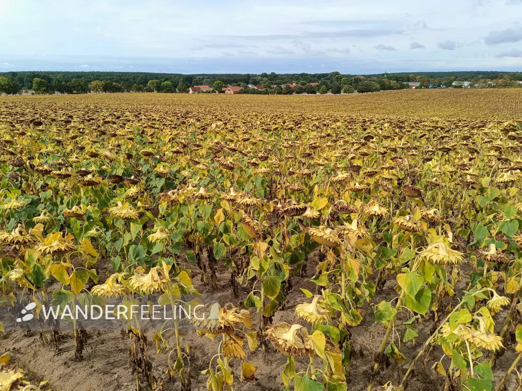 202609040-06 - Sonnenblumenfeld bei Stücken, Fläming, Brandenburg, Deutschland
