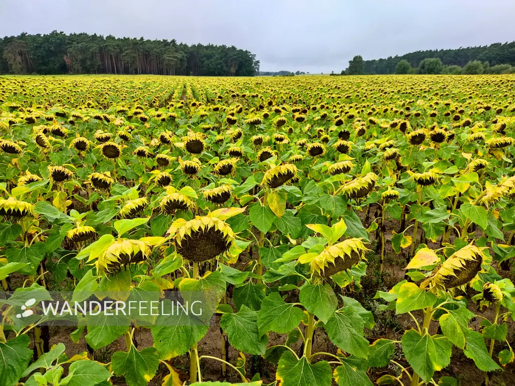 202308260-03 - Sonnenblumenfeld in der Nuthe-Nieplitz-Niederung, Fläming, Brandenburg, Deutschland