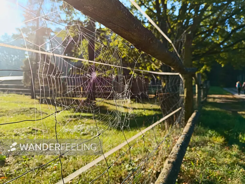 202510030-02 - Spinnennetz bei Wensickendorf, Barnimer Land, Brandenburg, Deutschland