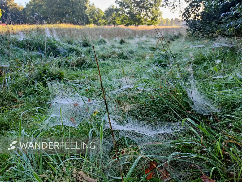 202309240-10 - Spinnennetze bei Henstedt-Ulzburg, Schleswig-Holstein, Deutschland